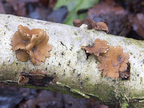 Encoelia furfuracea